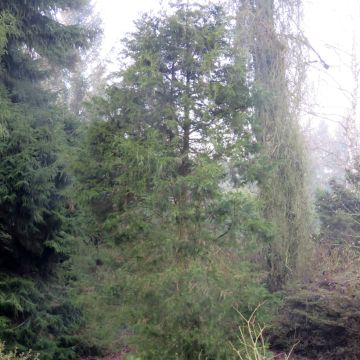 Kynäkataja - Juniperus virginiana