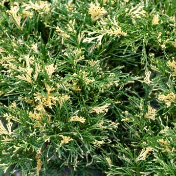 Rohtokataja Variegata