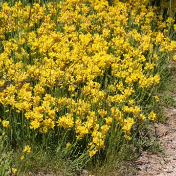 Varpuväriherne - Genista sagittalis