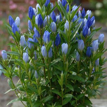 Katkero Blue Star