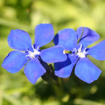 Kevätkatkero - Gentiana verna