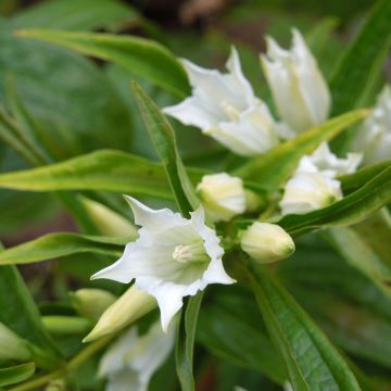 Metsäkatkero var. alba