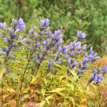 Metsäkatkero - Gentiana asclepiadea