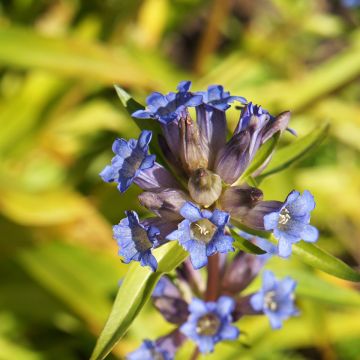 Rönsykatkero - Gentiana dahurica