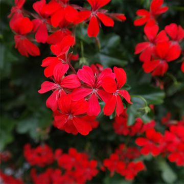 Riippapelargoni Balcon Imperial Red, rouge