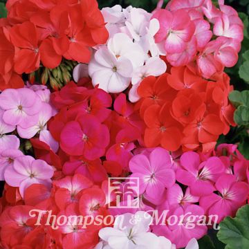 Vyöhykepelargoni Border Supreme F2 Hybrid