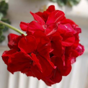 Enkelipelargoni Cassiopeia