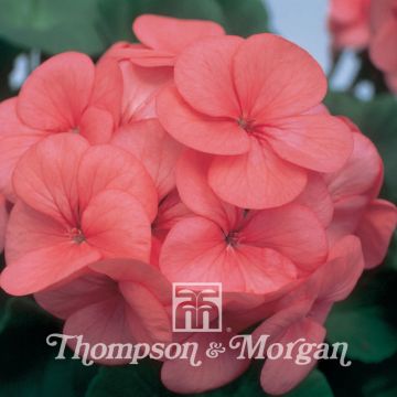 Vyöhykepelargoni Horizon Coral Spice F1 Hybrid