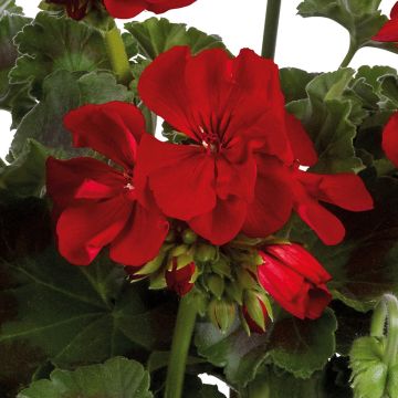 Enkelipelargoni Galaxy Dark Red