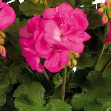 Enkelipelargoni Galaxy Rose