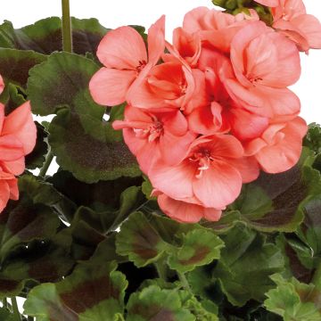 Enkelipelargoni Galaxy Salmon