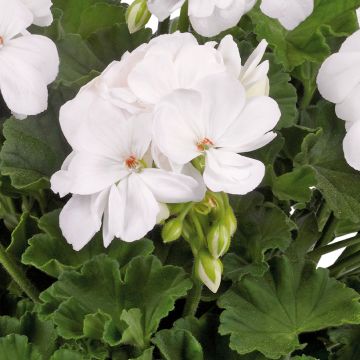 Enkelipelargoni Galaxy White