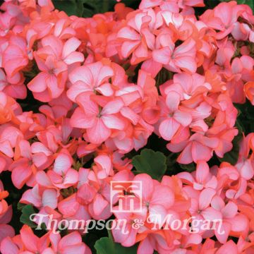 Vyöhykepelargoni Horizon Pink Ice F1 Hybrid