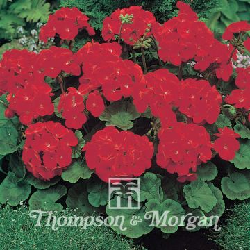 Vyöhykepelargoni Moulin Rouge F1 Hybrid