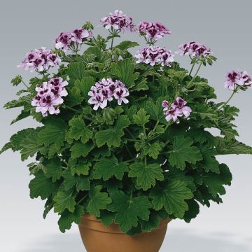Tuoksupelargoni Orange Fizz