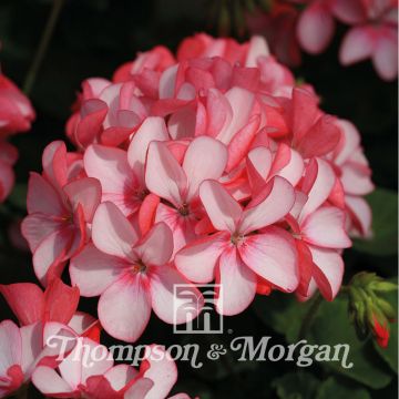 Vyöhykepelargoni Horizon Pink Meteor F1 Hybrid
