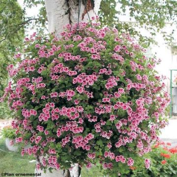 Enkelipelargoni Angel Eyes Randy
