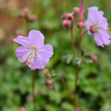 Dalmatiankurjenpolvi - Geranium dalmaticum