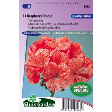 Vyöhykepelargoni F1 Raspberry Ripple