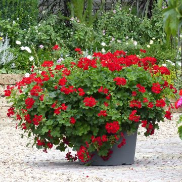 Enkelipelargoni TwoinOne Dark Red