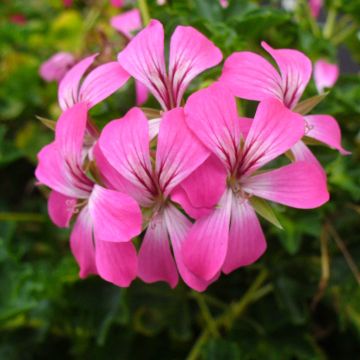 Riippapelargoni Balcon Desrumeaux