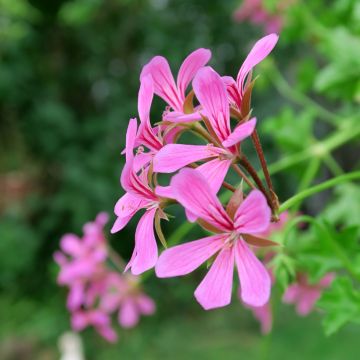Riippapelargoni Balcon Lilas Lila
