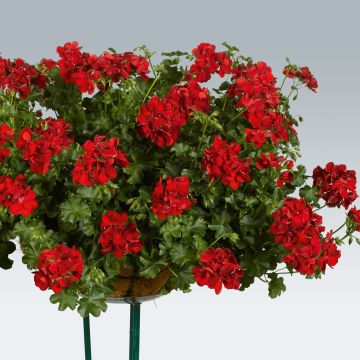 Riippapelargoni Ruby
