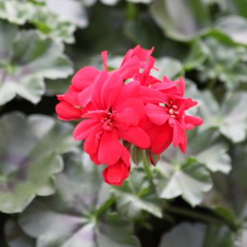 Riippapelargoni Moonflair Red