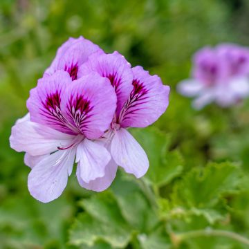 Tuoksupelargoni Torento Ginger
