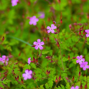 Haisukurjenpolvi - Geranium robertianum