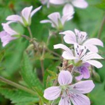 Metsäkurjenpolvi - Geranium sylvaticum var. wanneri