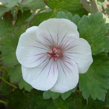 Kurjenpolvi Coombland White