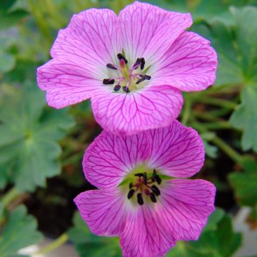 Harmaakurjenpolvi Jolly Jewel Hot Pink