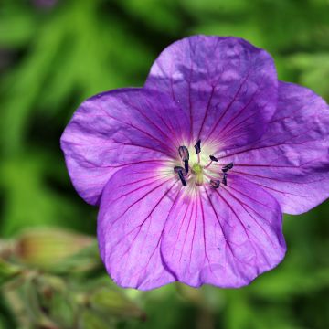 Kasmirinkurjenpolvi Kashmir Purple
