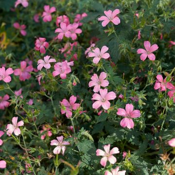 Espanjankurjenpolvi - Geranium endressii