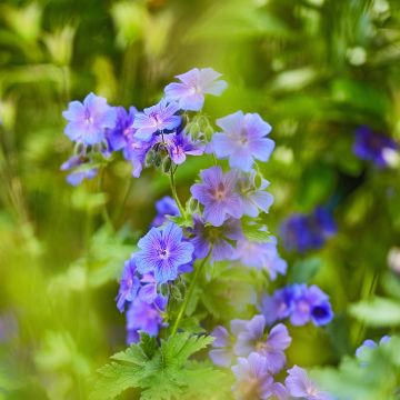 Turkinkurjenpolvi - Geranium ibericum