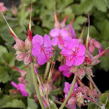 Tuoksukurjenpolvi Ingwersen's Variety