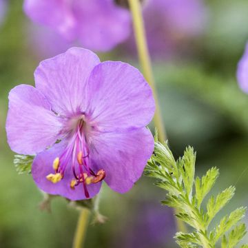 Tuoksukurjenpolvi - Geranium macrorrhizum