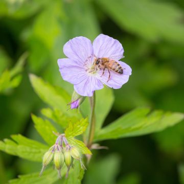 Täpläkurjenpolvi - Geranium maculatum