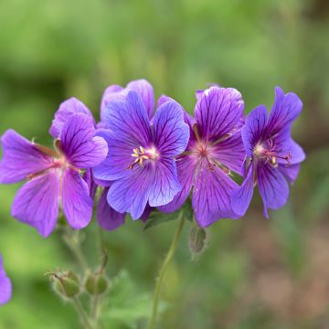 Tarhakurjenpolvi - Geranium x magnificum
