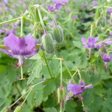 Kurjenpolvi - Geranium x monacense