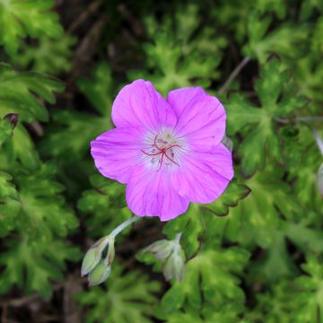 Tiibetinkurjenpolvi - Geranium orientalitibeticum
