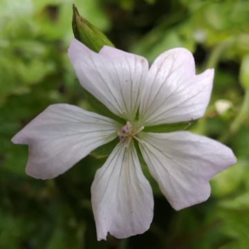 Rusokurjenpolvi Ankum's White