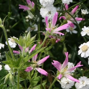 Rusokurjenpolvi - Geranium x oxonianum f. thurstonianum
