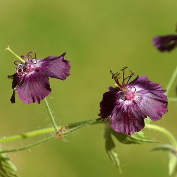 Tummakurjenpolvi Mourning Widow