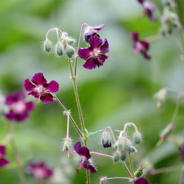 Tummakurjenpolvi - Geranium phaeum
