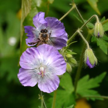 Tummakurjenpolvi - Geranium phaeum var lividum