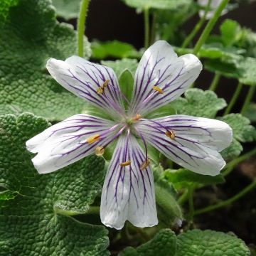 Nyppykurjenpolvi - Geranium renardii