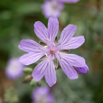 Mukulakurjenpolvi - Geranium tuberosum