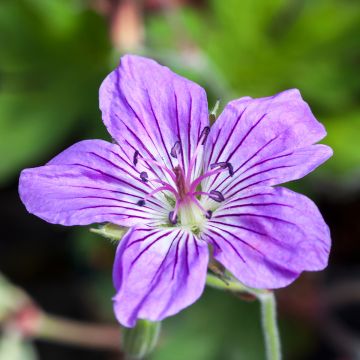 Mantsuriankurjenpolvi - Geranium wlassovianum